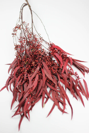PRESERVED EUCALYPTUS NICOLI STEMS BUNCH WITH BERRIES - RED, 150G
