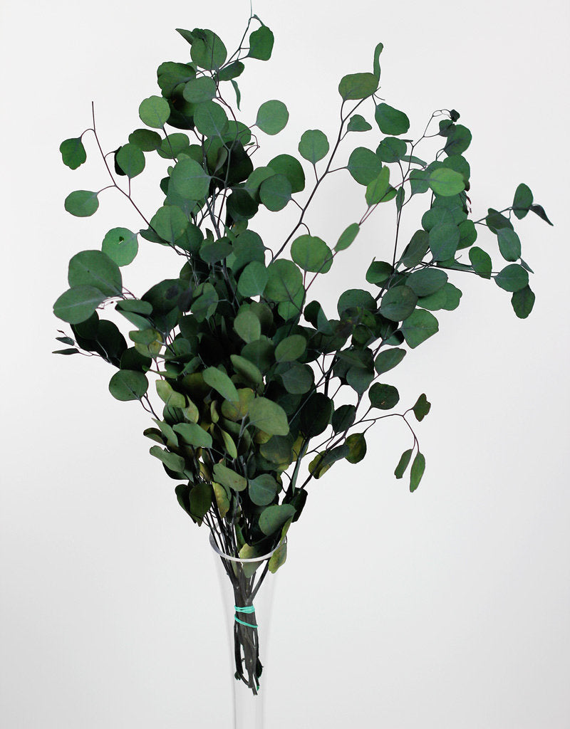 PRESERVED EUCALYPTUS POPULUS STEMS | GREEN BUNCH