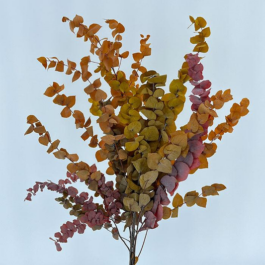 PRESERVED EUCALYPTUS STUARTIANA | AUTUMN SHADES Preserved