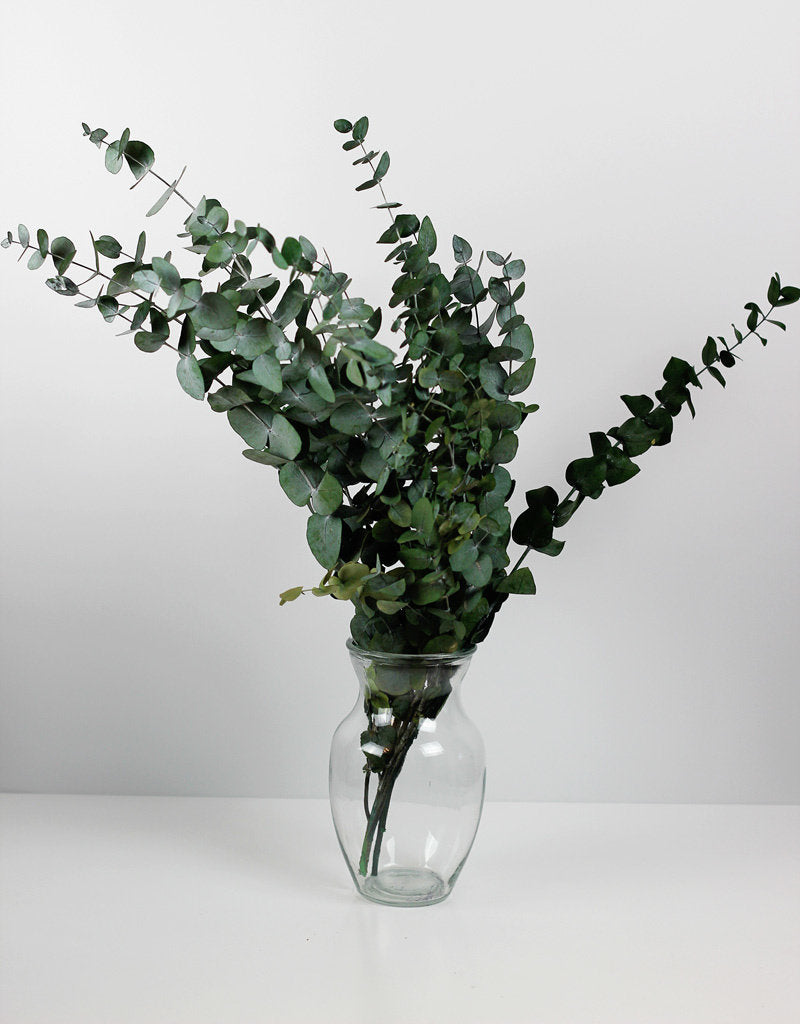 PRESERVED EUCALYPTUS BUNCH FOR