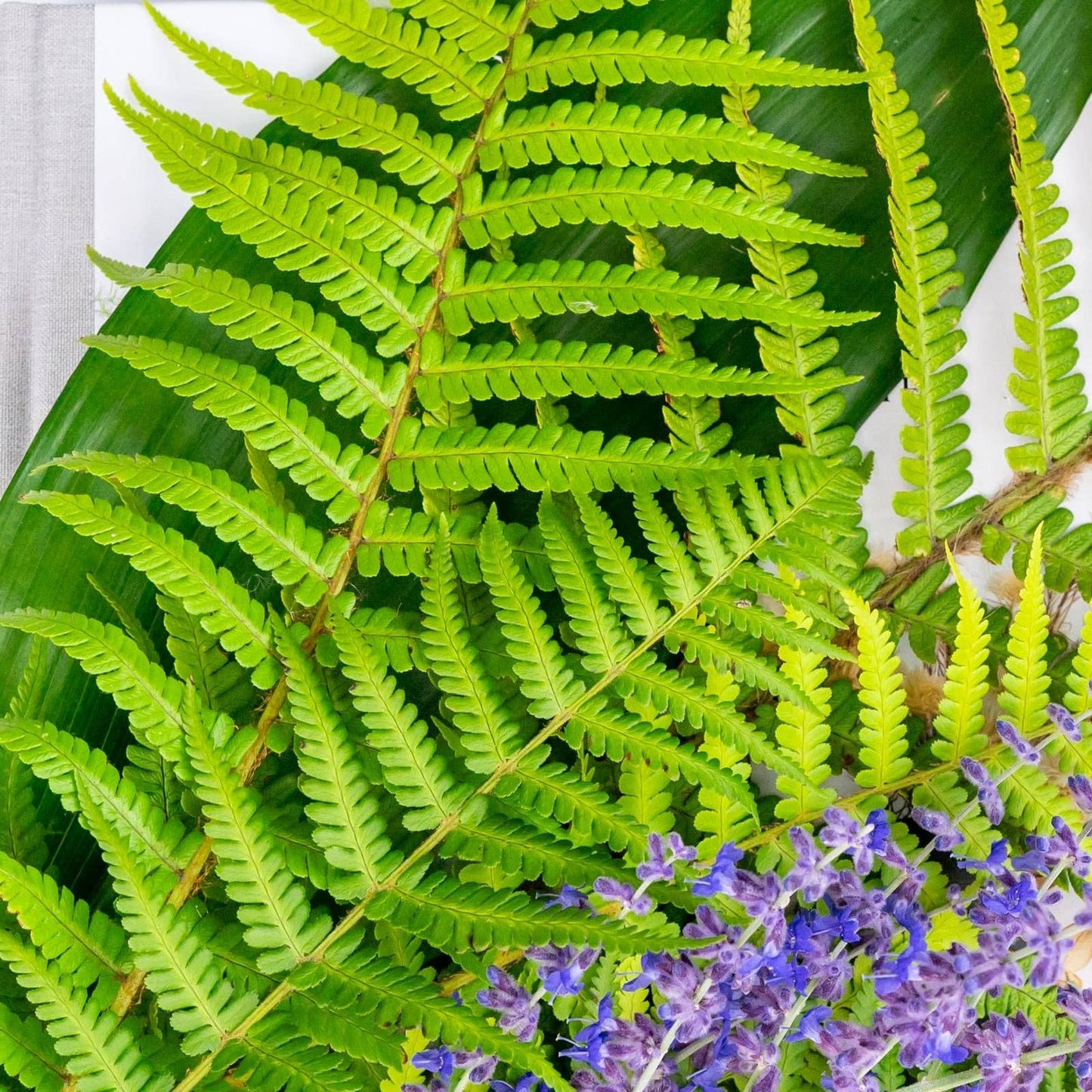 OLOR - Fern + Patchouli Jar Candle