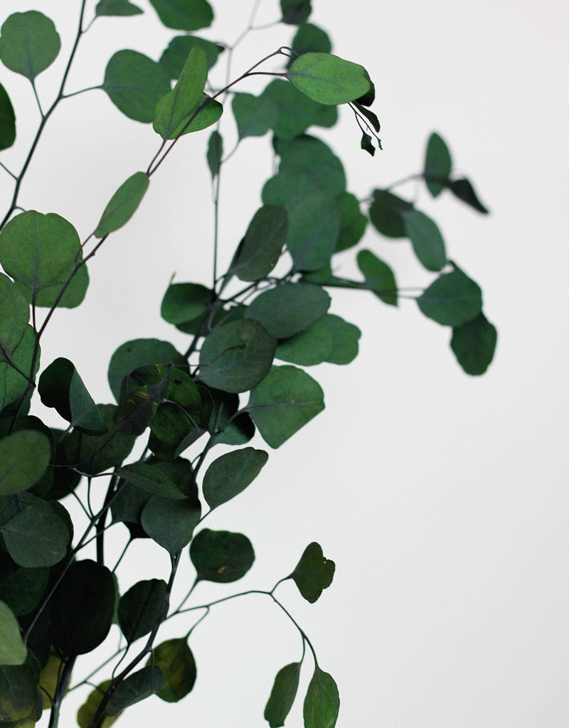 PRESERVED EUCALYPTUS POPULUS STEMS | GREEN BUNCH