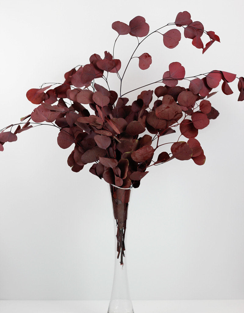 PRESERVED EUCALYPTUS POPULUS | RED BUNCH, 70 CM