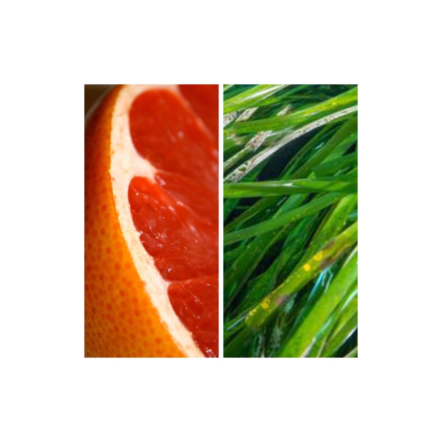 MODM - MODM Hand + Body Wash - Grapefruit + Seagrass