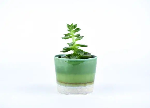 SGW LAB - SGW Lab Plant Pot GT021