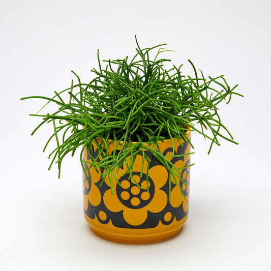 Magpie x Hornsea Small Planty - Plant Pot Geo Flower Yellow